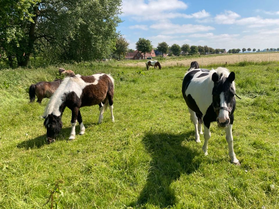 Ponys, Pferde, Welsh , Haflinger zu verkaufen in Wittmund