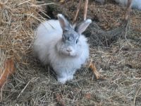 ** Satin Angora Kaninchen Kastraten suchen schönes Zuhause Brandenburg - Putlitz Vorschau