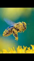 Starker Ableger mit Carnica Bienen Nordrhein-Westfalen - Kierspe Vorschau