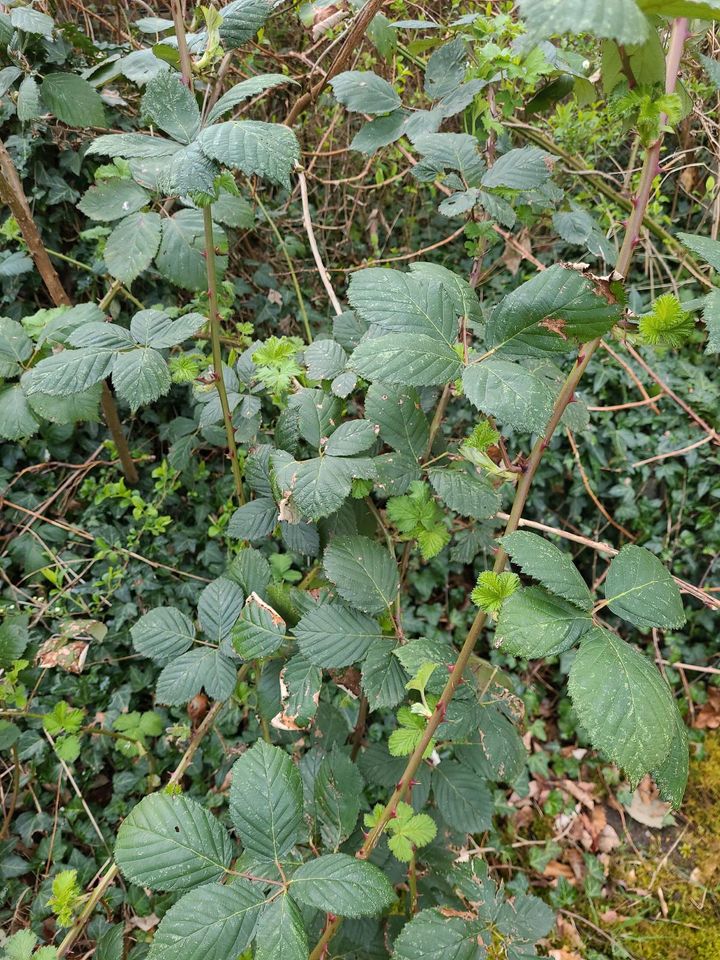 Brombeer Pflanzen zu verschenken in Altlandsberg