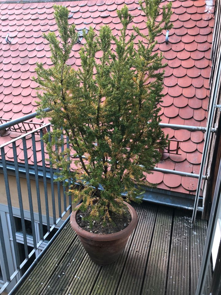 Große Pflanze Arankarien im Topf in Heidelberg