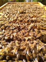 Hinweis! Bienenvölker Verkauf OHNE Gesundheitszeugnis! Bayern - Burglengenfeld Vorschau