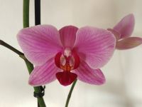 rosa Orchidee, Phalaenopsis Bayern - Rimpar Vorschau