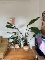 Strelitie inkl Topf Altona - Hamburg Othmarschen Vorschau