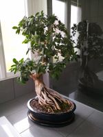 Ficus Ginseng XL Bonsai Baum Feng Shui 40 Jahre alt Baden-Württemberg - Fellbach Vorschau