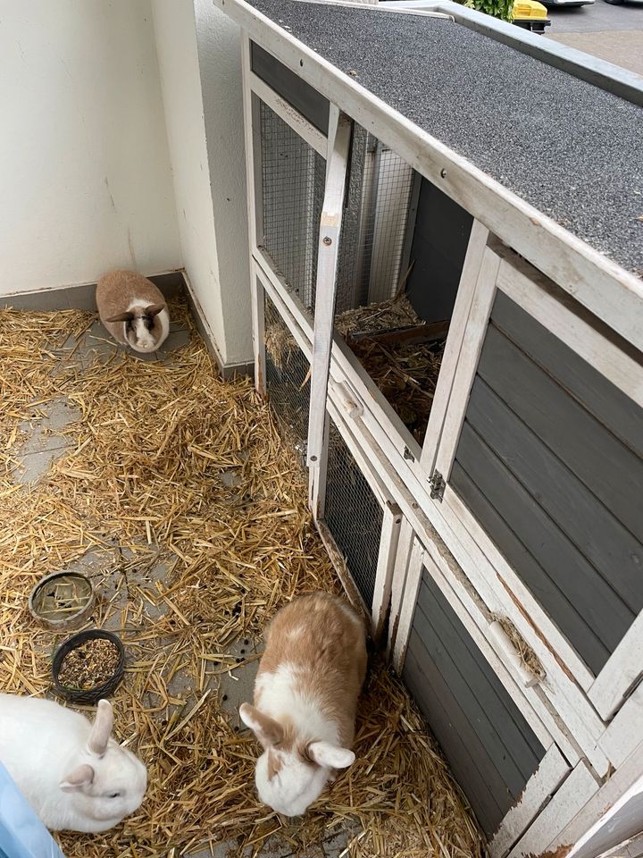 3 Kaninchen mit großen Stall in Bielefeld