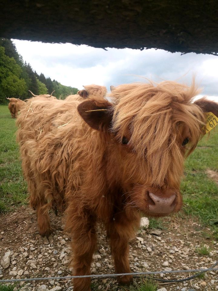 Highland Cattle, Hochlandrind, Färse in Pentling