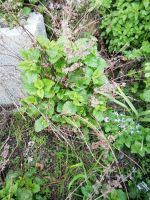 Zitronen Melisse aus dem Garten, der Bienenmagnet Bayern - Igensdorf Vorschau