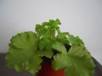 Geranie Pelargonie Baden-Württemberg - Plüderhausen Vorschau