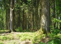 Wir suchen ein kleines Waldgrundstück Baden-Württemberg - Schönwald im Schwarzwald  Vorschau