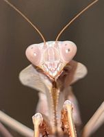 Rhombodera kirbyi/Gottesanbeterin/Mantis/Mantiden/Insekt Nordrhein-Westfalen - Gütersloh Vorschau