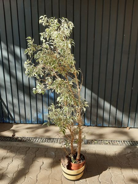 Ficus Benjamini Birkenfeige 140 cm hoch in Östringen