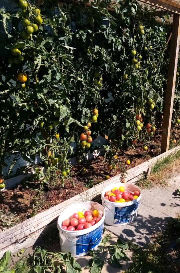 Tomaten Pflanzen in Horn-Bad Meinberg