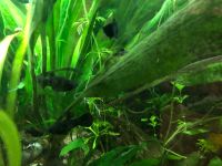 Aquariumfische Blackmollys Mollys Hessen - Friedberg (Hessen) Vorschau