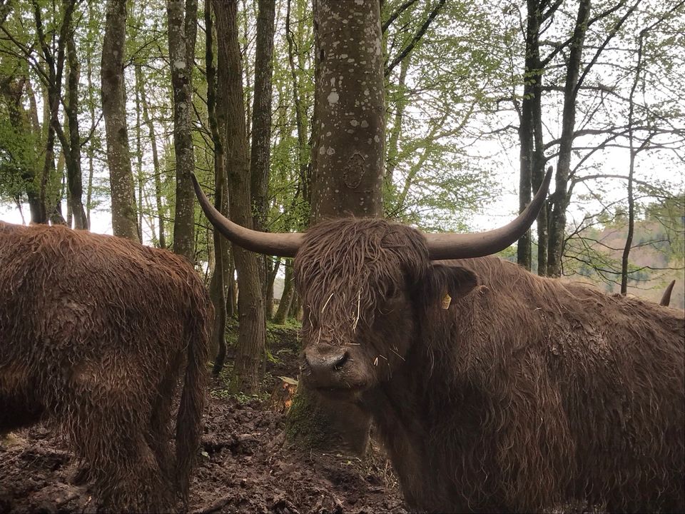 Schottische Hochlandrinder Jungbullen in Uhingen