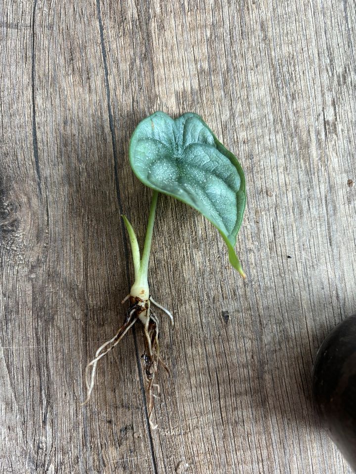 Alocasia Silver Dragon, Bewurzelter Ableger in Balingen