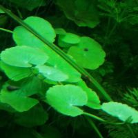 AQUARIUMPFLANZEN WASSERNABEL - HYDROCOTYLE LEUCOCEPHALA Nordrhein-Westfalen - Hüllhorst Vorschau