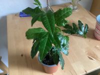 Maracujapflanze Maracuja 3€ Nordrhein-Westfalen - Witten Vorschau