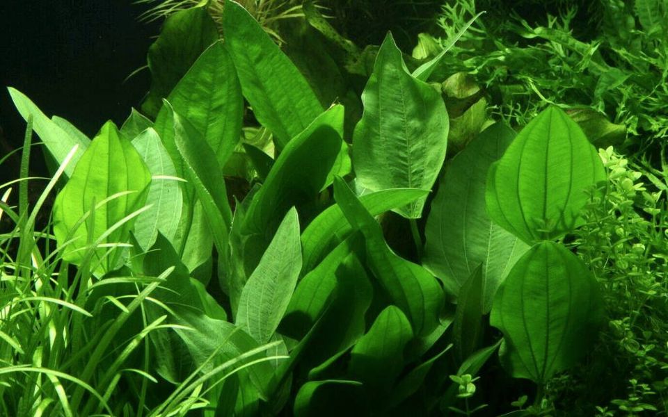 9 Sorten XL Mutterpflanzen / Aquariumpflanzen XL Riesen-Pflanzen in Dietenheim