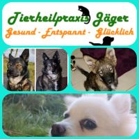 Hunde-Physiotherapie -Mobile Praxis für Tierphysiotherapie- Hessen - Lampertheim Vorschau