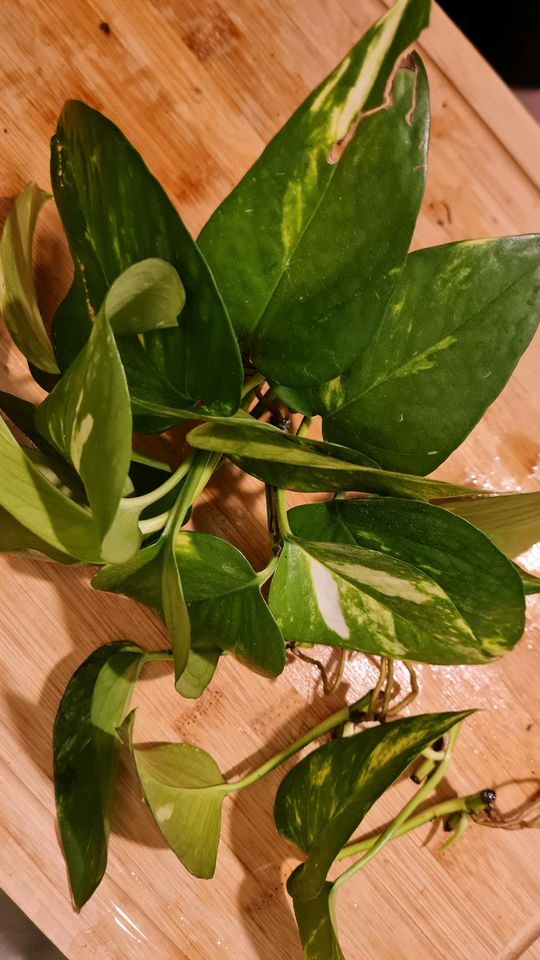 40 Ableger Efeutute Epipremnum Aureum mit Wurzeln in Dortmund