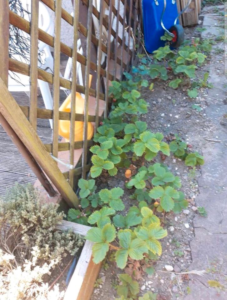 Kleingarten in Gartenanlage in Eisenach zu verkaufen in Sonneberg