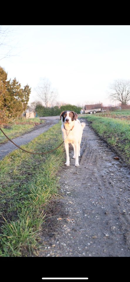 Kimmy sucht Menschen mit Hundeverstand in Speyer