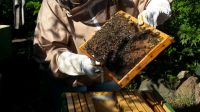 Bienenvölker Dadant US Imkerei Pankow - Weissensee Vorschau