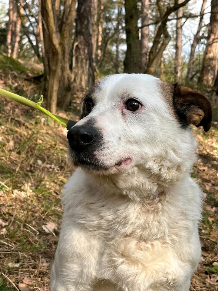 Dusty - kleiner Mann sucht großes Glück in Salzwedel