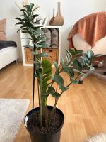 XXL Glücksfeder, Zamioculcas Zamiifolia, 78 cm Baden-Württemberg - Backnang Vorschau