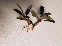 Bucephalandra Giant Catherine 1 Pflanze mit Wurzeln Wuppertal - Vohwinkel Vorschau