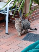 Katze zugelaufen Niedersachsen - Papenburg Vorschau