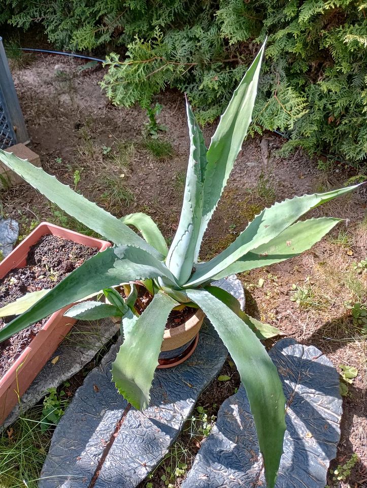 Agave 60cm hoch in Gera