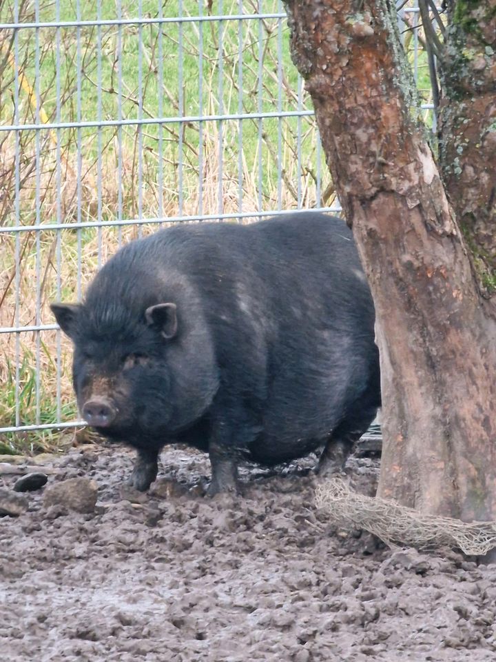 Zwei Göttinger Minischweine in Dahlum