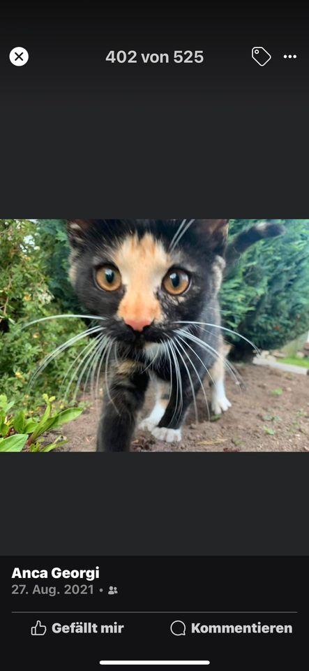 Katze vermisst in Böklund in Böklund