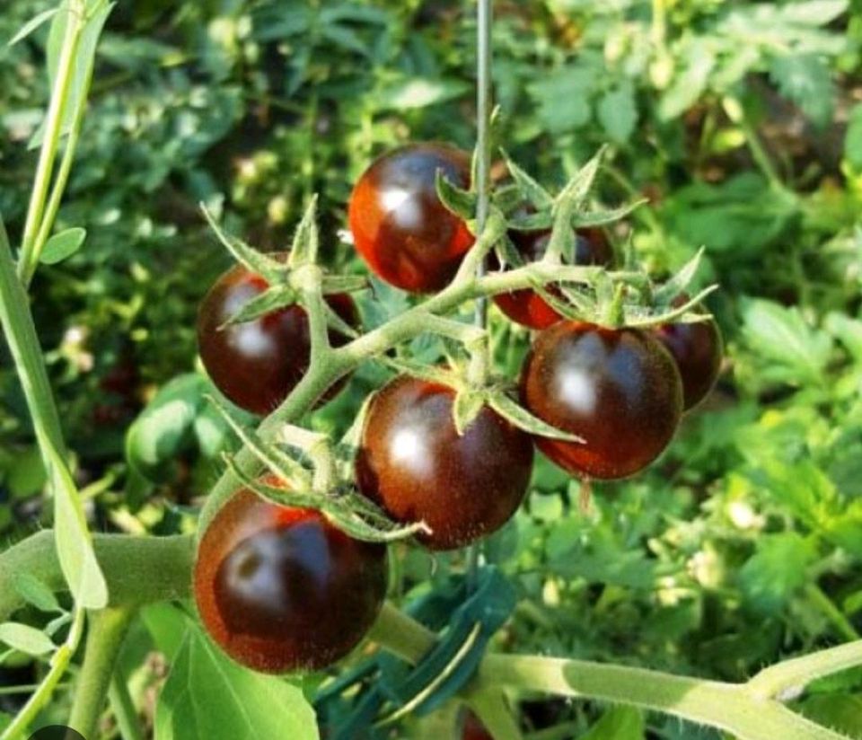 VERKAUFT! Tomatenpflanzen "Black Eagle" 15-17cm in Barth