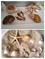 Deko Muscheln, Schnecke und Sand, Strand , Maritim Berlin - Spandau Vorschau