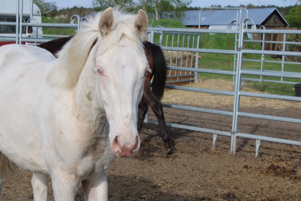 Typvoller Cremello in Dahme/Mark