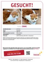 Katze Emmi vermisst Brandenburg - Falkenberg/Elster Vorschau