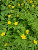 Bio Gelbes Gold Windröschen Buschwindröschen Anemone Nordvorpommern - Landkreis - Richtenberg Vorschau