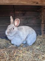 Hase, weiblich Bayern - Lichtenfels Vorschau