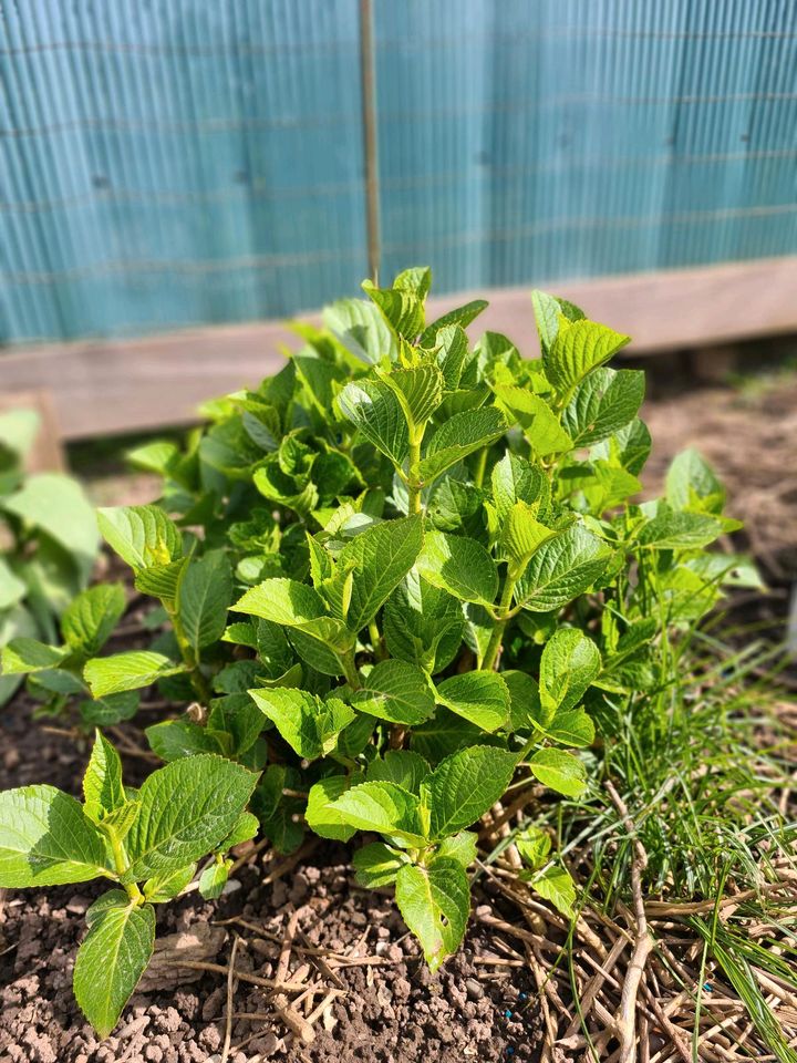 Rosablühende Hortensie in Wadgassen