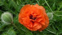 Roter MOHN, gefüllte Blüten, mehrjährig,    2 Pflanzen = EURO 3 Baden-Württemberg - Oberteuringen Vorschau