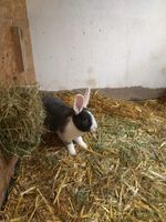 Junges Kaninchen, Häsin,6 Monate alt Bielefeld - Joellenbeck Vorschau