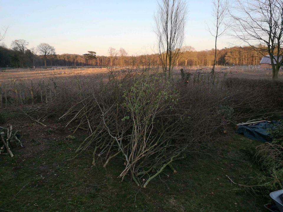 Hecke rhoden Schredder arbeiten Stubbenfräsen in Westerstede