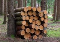 Suche Pappelholz Stämme etwa 4-5 Festmeter Niedersachsen - Lengede Vorschau