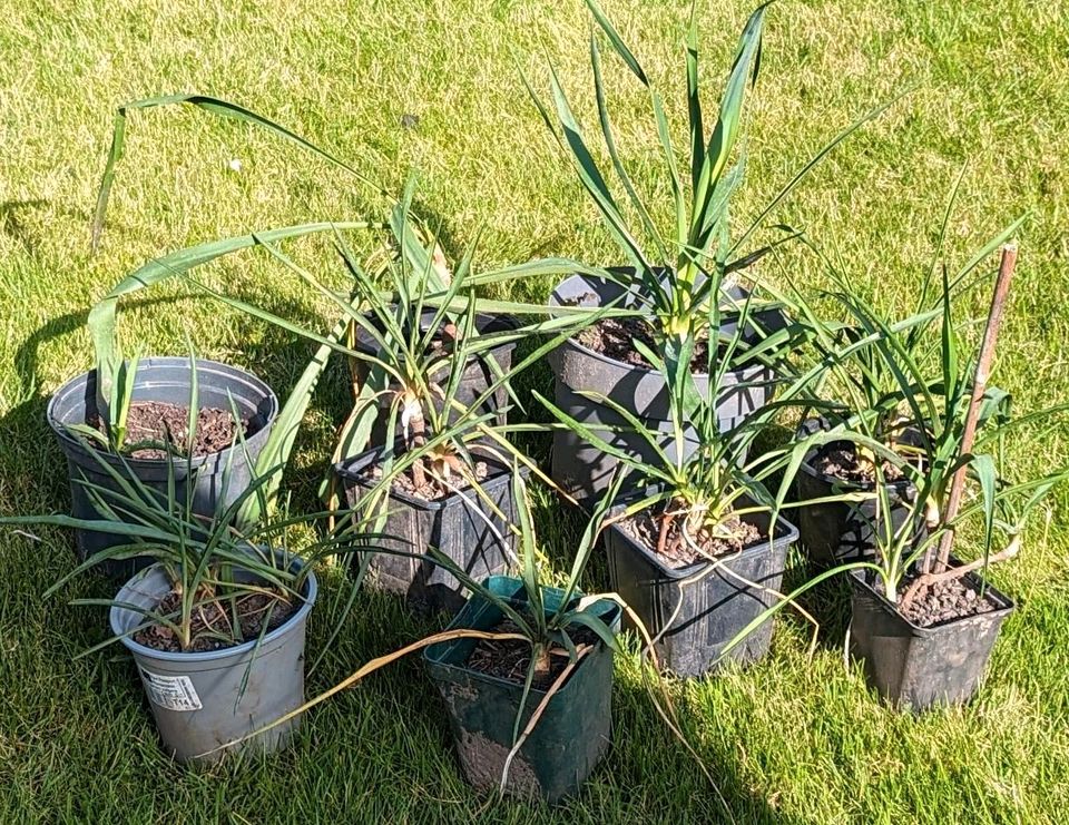 Palm-Lilien / Garten-Yuccas zu verkaufen in Leer (Ostfriesland)