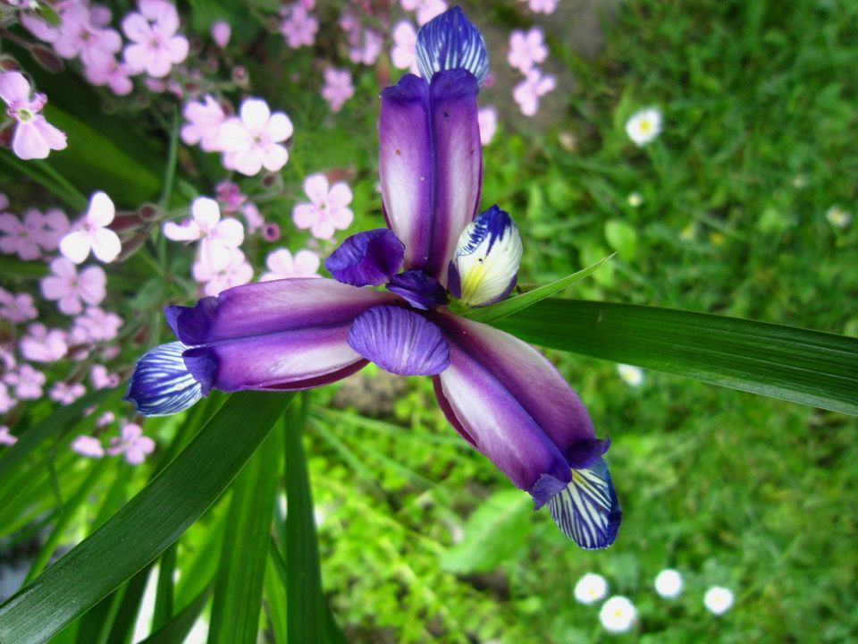 Pflaumeniris Bauerngarten-Iris graminea Gras-Schwertlilie duftend in Liebenau