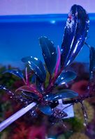 ❗⚠️ Splendor Purple Line ⚠️❗✅ Rare Bucephalandra Aquarium Garnele Freiburg im Breisgau - March Vorschau