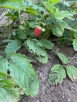 Waldbeeren Pflanzen, 1 Euro pro Stuck Sachsen-Anhalt - Genthin Vorschau